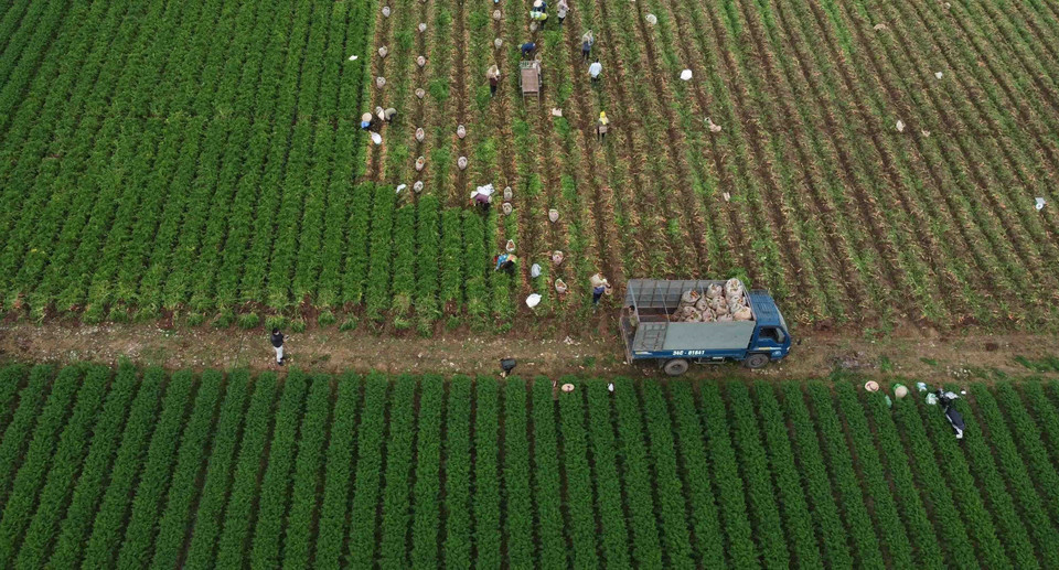 Nông dân xã Đức Chính, huyện Cẩm Giàng (Hải Dương) thu hoạch cà rốt xuất khẩu sang thị trường Nhật Bản, Malaysia và các nước Trung Đông. (Ảnh: Vũ Sinh/TTXVN)