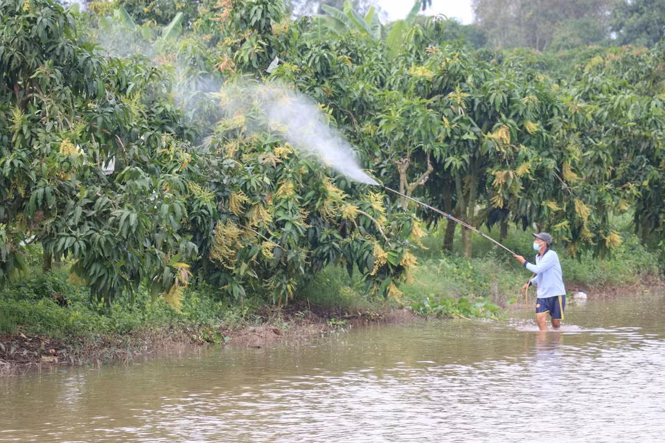 Hơn 5.000ha xoài tại Đồng Tháp được cấp mã vùng để xuất khẩu. (Ảnh: Minh Trí/TTXVN)