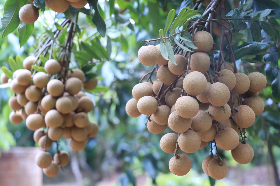 Hợp tác xã cây ăn quả Quyết Thắng (Hưng Yên), xuất khẩu lô nhãn quả đầu tiên sang thị trường EU. (Ảnh: Đinh Tuấn/TTXVN)