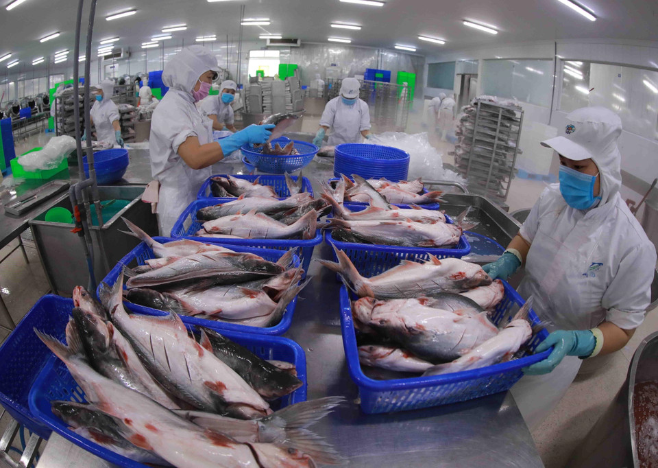 Sản phẩm cá tra có giá trị xuất khẩu tăng cả về khối lượng và giá trị, đạt trên 1 tỷ USD. (Ảnh: Vũ Sinh/TTXVN)