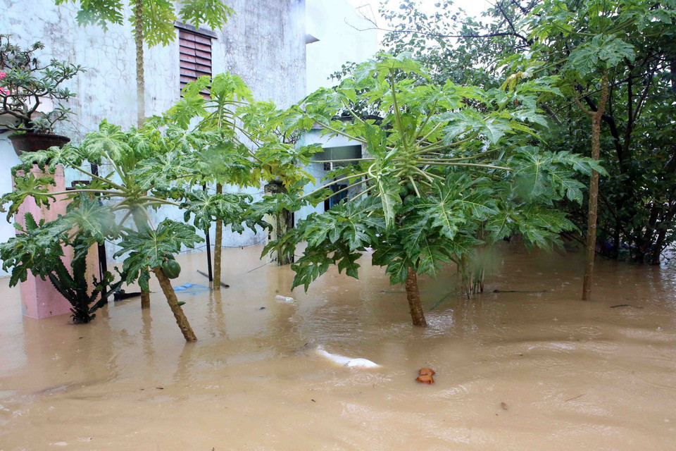  Vườn cây của người dân quận Liên Chiểu bị ngập trong nước. (Ảnh: Trần Lê Lâm/TTXVN)