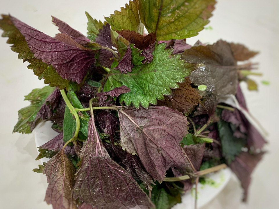 Lá tía tô có tác dụng chống ngộ độc thực phẩm, chống oxy hoá, chống viêm nhiễm, giải cảm... Loại thảo dược này cũng chứa nhiều chất như đạm, canxi, sắt, phốt pho, chất xơ, vitaminC. (Ảnh: Đậu Đậu/Vietnam+)