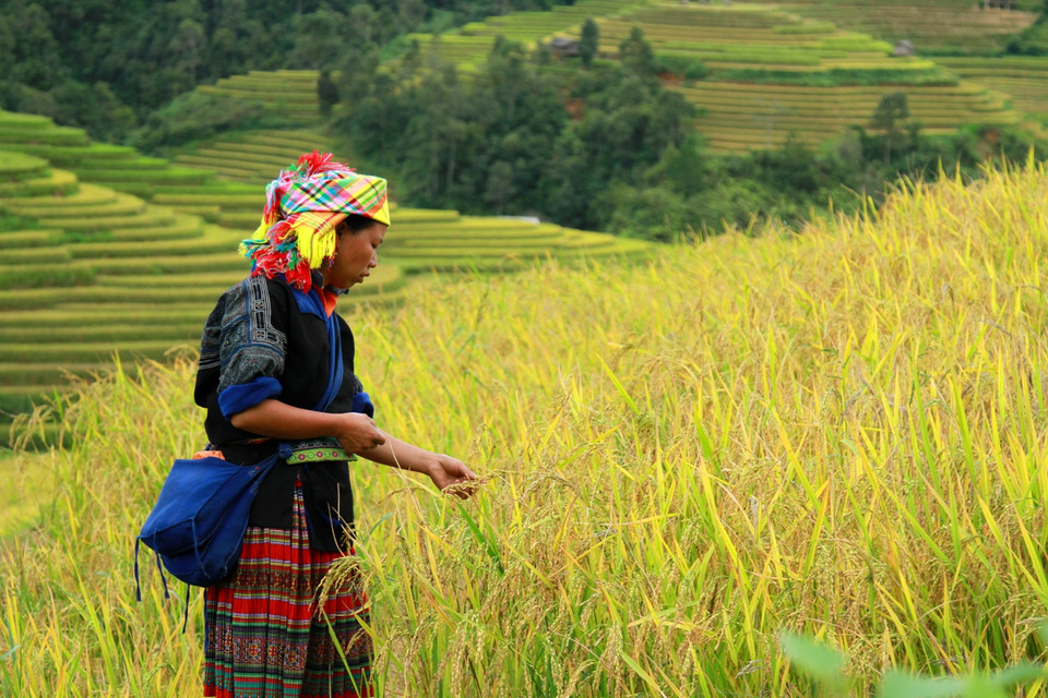 Thửa ruộng chín sớm với những hạt lúa trĩu bông ở La Pán Tẩn. (Ảnh: Xuân Mai/Vietnam+)