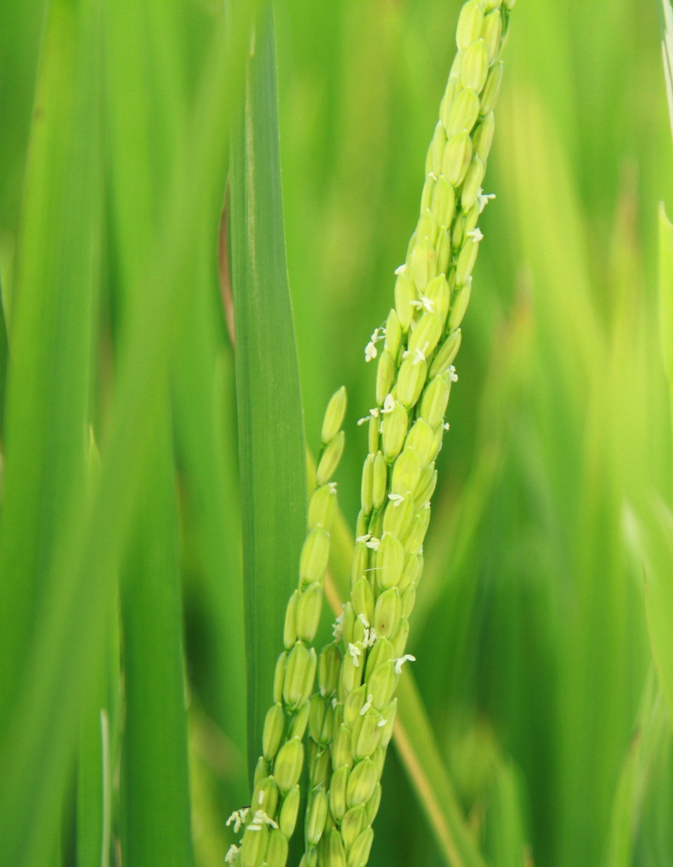 Bông lúa. (Ảnh: Xuân Mai/Vietnam+)