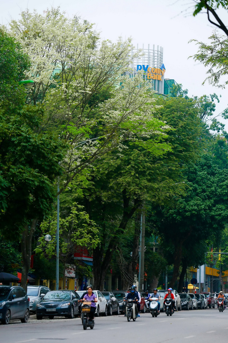 Những cây hoa sưa đua nhau nở rộ, phủ trắng một góc trời với những bông sưa nhỏ nhắn, trắng muốt, tinh khôi... (Ảnh: Trọng Đạt/TTXVN) 