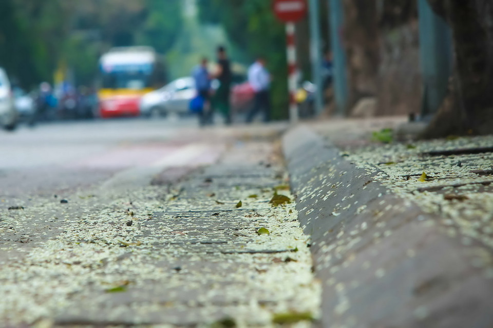 Những chùm hoa sưa dịu dàng, mềm mại như một chút quà của thiên nhiên dành tặng cho người Hà Nội. (Ảnh: Trọng Đạt/TTXVN) 