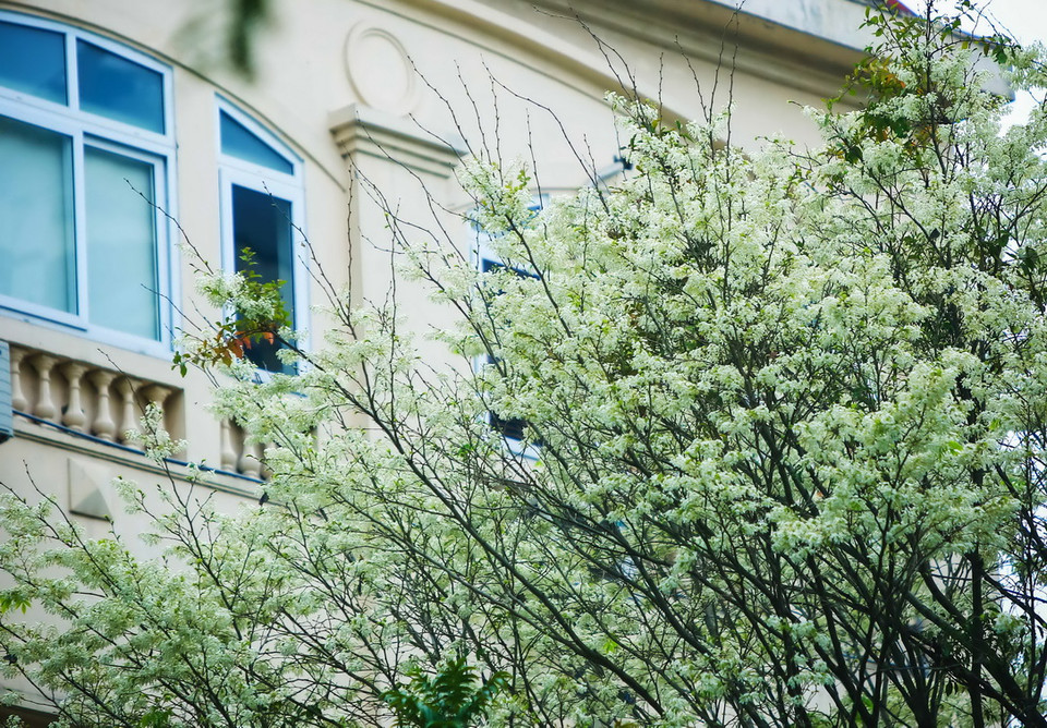  (Ảnh: Trọng Đạt/TTXVN) 