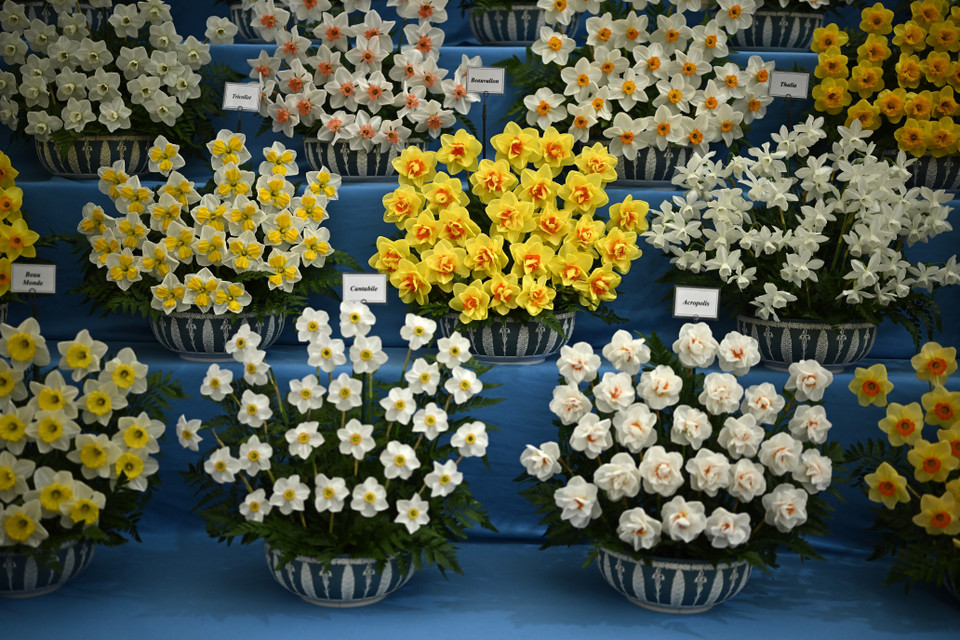 Triển lãm hoa năm nay quy tụ gần 300 công ty, vườn ươm, nhà thiết kế vườn hàng đầu Vương quốc Anh cũng như thế giới, trưng bày hơn 100 thiết kế vườn và hoa cùng 270 gian hàng giới thiệu các sản phẩm làm vườn. (Ảnh: THX/TTXVN)