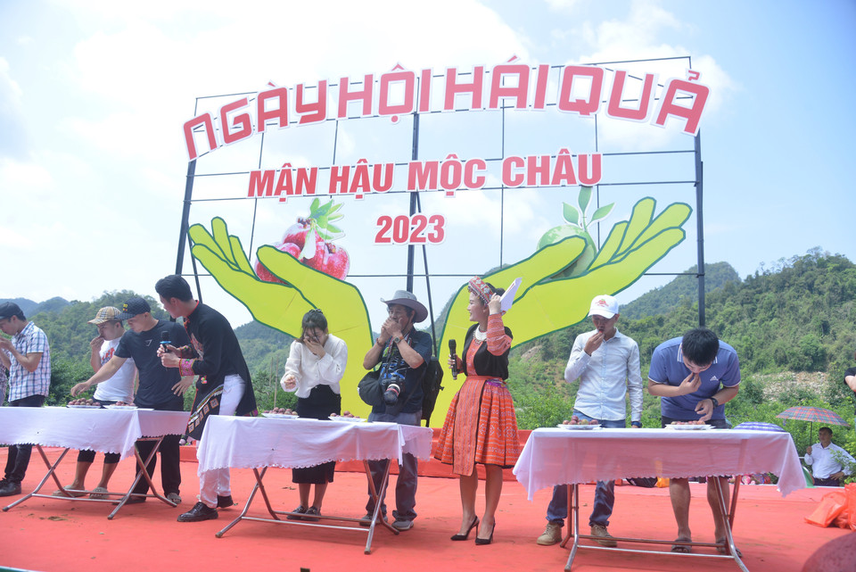 Du khách tham gia thưởng thức mận tại Ngày hội hái quả mận hậu Mộc Châu năm 2023.(Ảnh: Quang Quyết/TTXVN)
