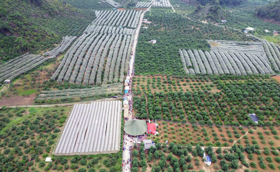 Thung lũng mận Nà Ka nơi diễn ra Ngày hội hái quả mận hậu Mộc Châu năm 2023.(Ảnh: Quang Quyết/TTXVN)