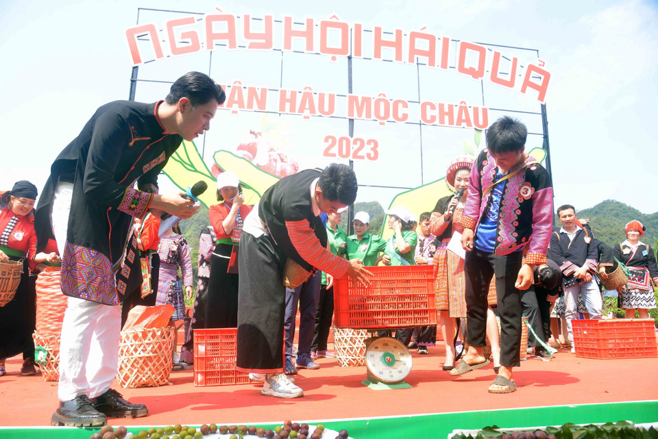 Các đội tham gia thi hái mận tại Ngày hội hái quả mận hậu Mộc Châu năm 2023.(Ảnh: Quang Quyết/TTXVN)