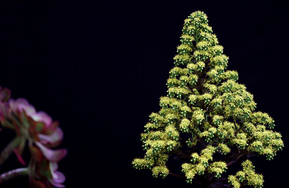 Triển lãm thu hút gần 200.000 lượt khách tham quan. (Ảnh: THX/TTXVN)