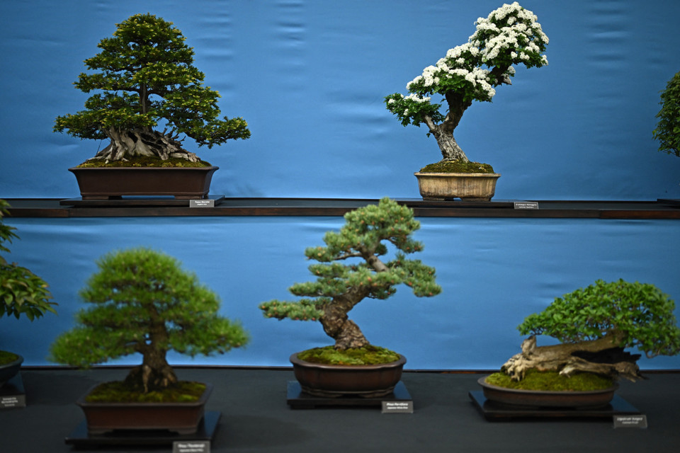 Triển lãm hoa thường niên danh giá nhất thế giới Chelsea Flower Show 2023. (Ảnh: THX/TTXVN)