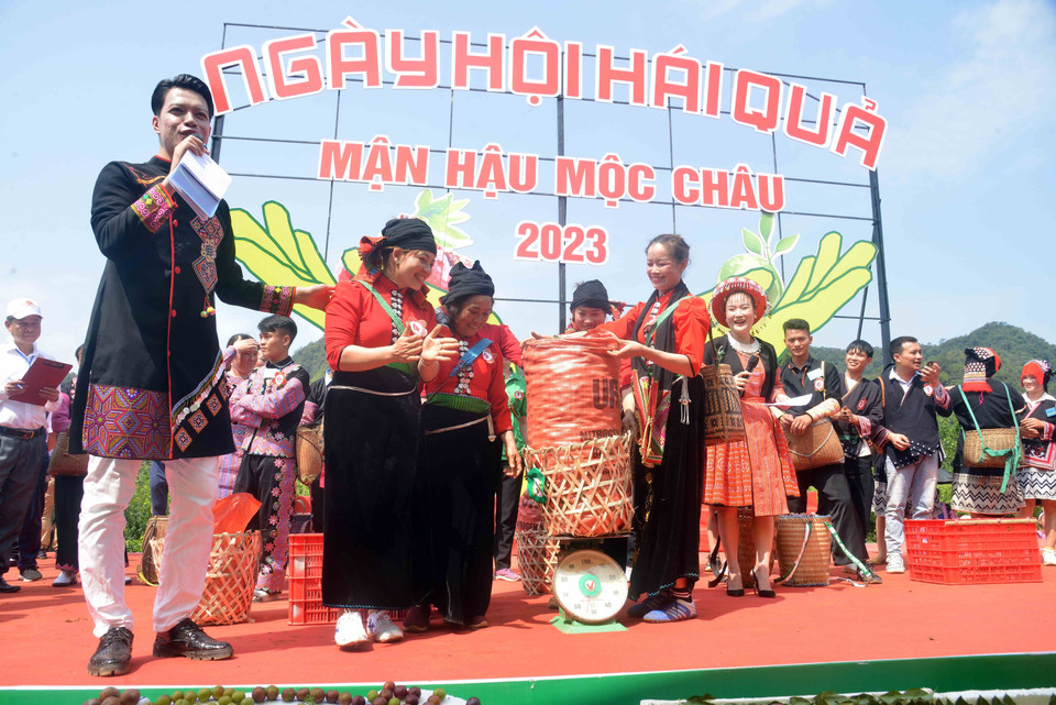 Các đội tham gia thi hái mận tại Ngày hội hái quả mận hậu Mộc Châu năm 2023.(Ảnh: Quang Quyết/TTXVN)