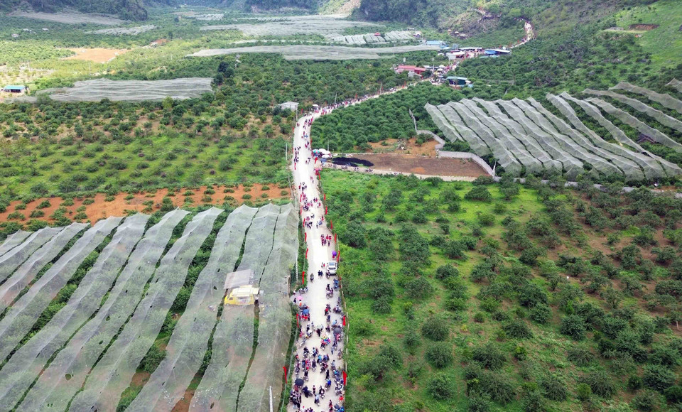 Thung lũng mận Nà Ka nơi diễn ra Ngày hội hái quả mận hậu Mộc Châu năm 2023.(Ảnh: Quang Quyết/TTXVN)