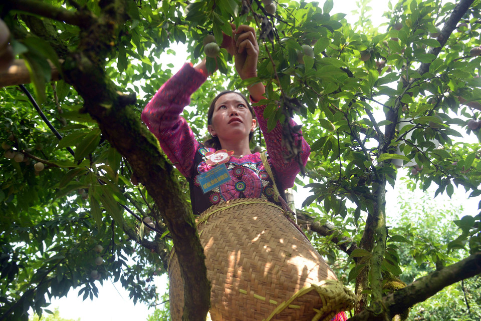 Các đội tham gia thi hái mận tại Ngày hội hái quả mận hậu Mộc Châu năm 2023.(Ảnh: Quang Quyết/TTXVN)