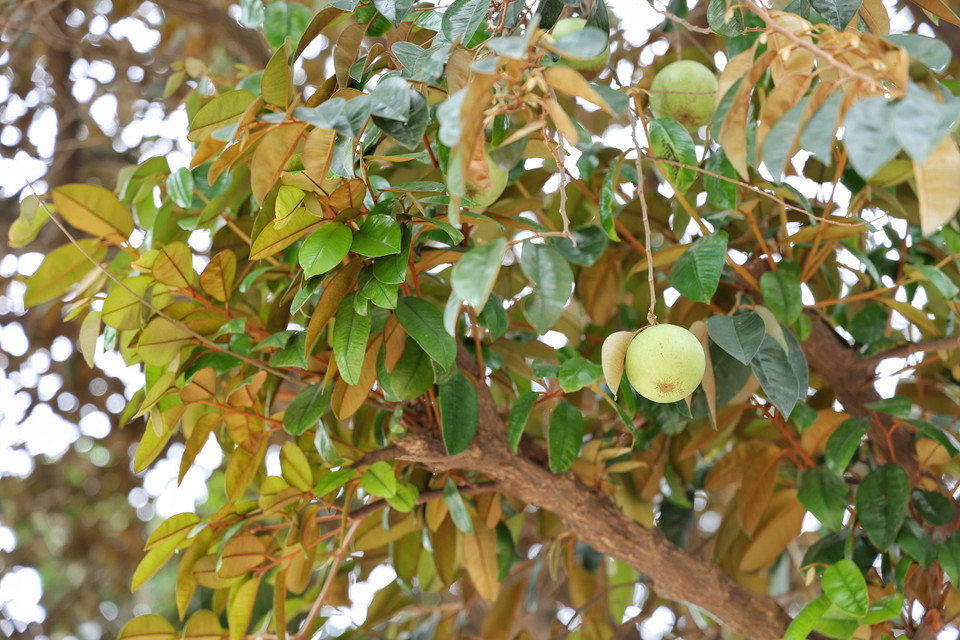 Đi trên đường làng, thi thoảng ngước mắt lên sẽ thấy cả một vòm hoa trái. (Ảnh: Xuân Mai/Vietnam+)