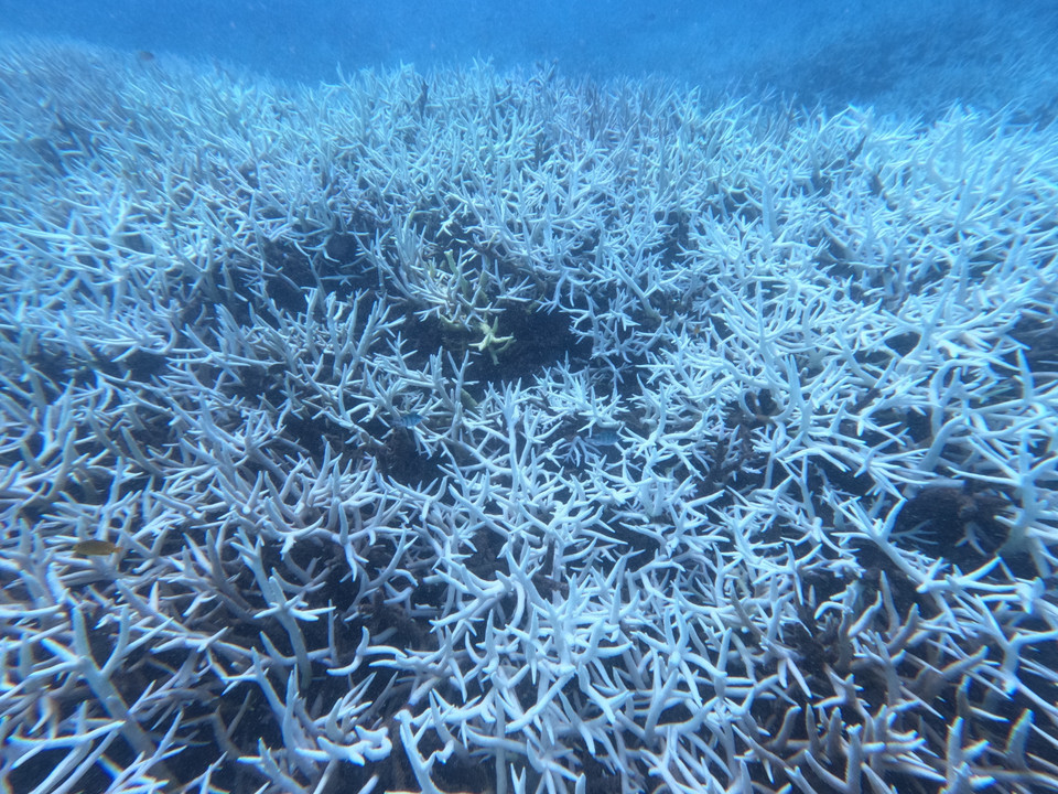 San hô bị tẩy trắng tại vùng biển Hòn Cau, Vườn Quốc gia Côn Đảo. (Ảnh: TTXVN phát)