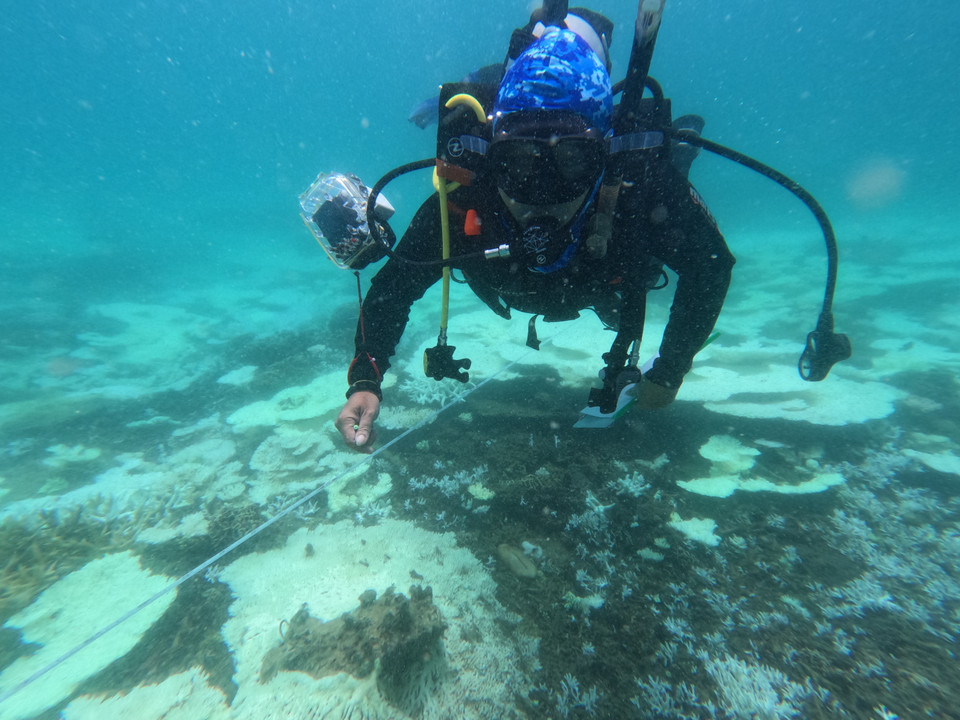 Khảo sát chi tiết hiện trạng san hô bị tẩy trắng được thực hiện tại 8 trạm rạn quanh đảo Côn Sơn. (Ảnh: TTXVN phát)