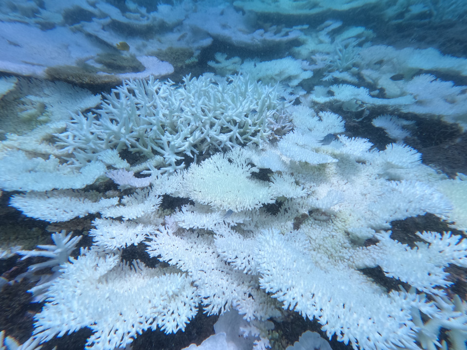 Hiện tượng san hô tẩy trắng tại Côn Đảo là do sự gia tăng nhiệt độ nước biển trên 30 độ C. (Ảnh: TTXVN phát)