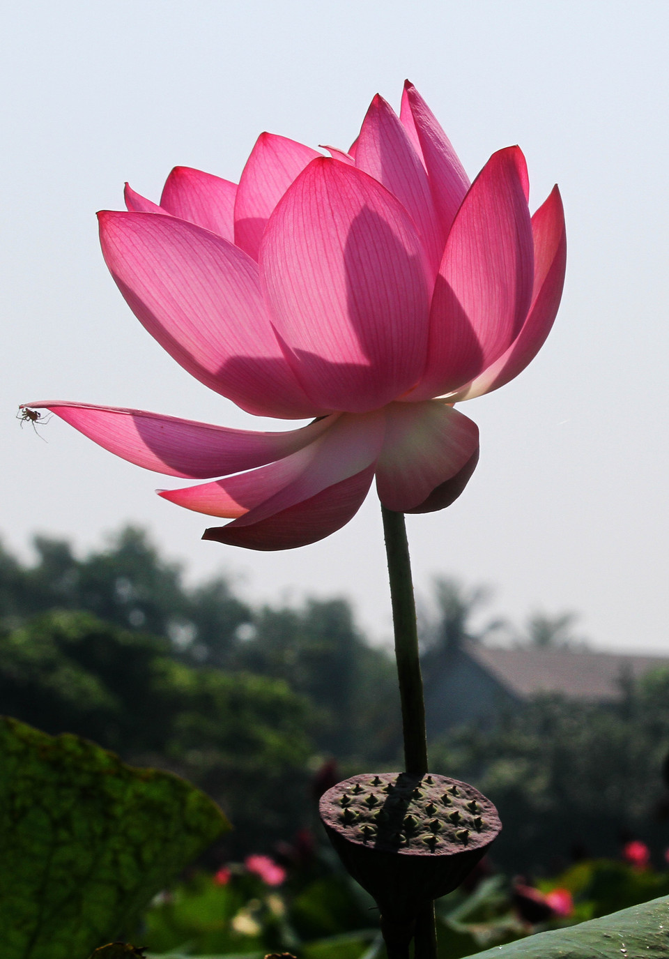 Sen hồng ở huyện Hải Lăng. (Ảnh: Hồ Cầu/TTXVN)