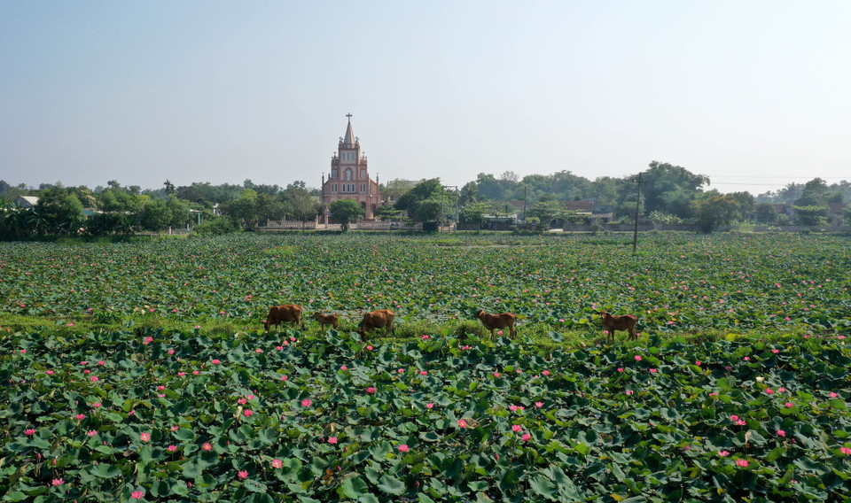 Ruộng sen ở huyện Hải Lăng. (Ảnh: Hồ Cầu/TTXVN)