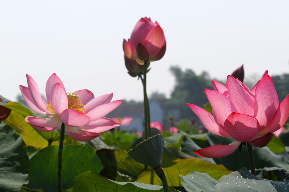 Sen hồng ở huyện Hải Lăng. (Ảnh: Hồ Cầu/TTXVN)