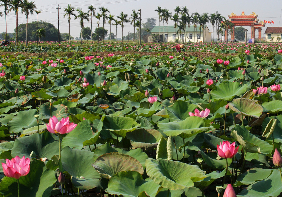 Ruộng sen ở huyện Hải Lăng. (Ảnh: Hồ Cầu/TTXVN)