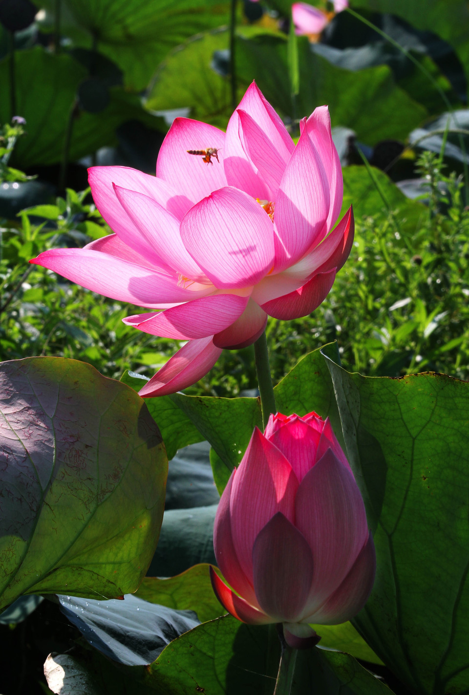 Sen hồng ở huyện Hải Lăng. (Ảnh: Hồ Cầu/TTXVN)