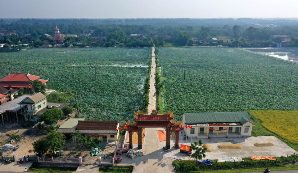 Sen hồng ở huyện Hải Lăng. (Ảnh: Hồ Cầu/TTXVN)