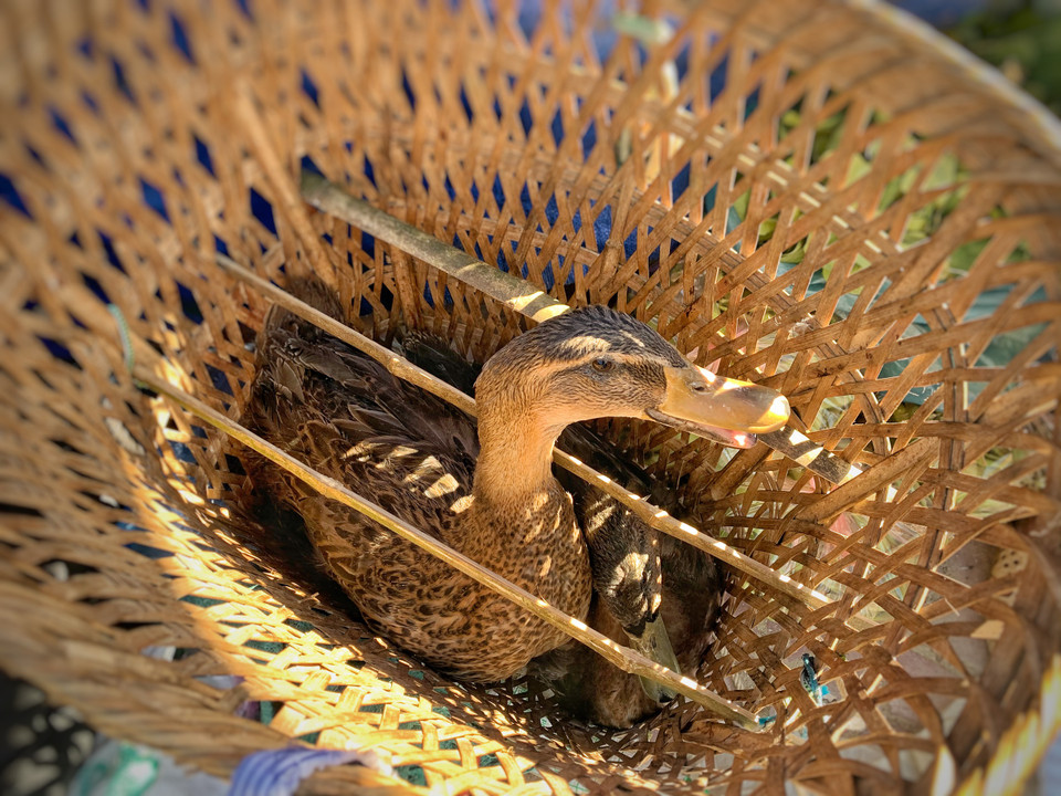 Cặp vịt xuống chợ. (Ảnh: Mai Mai/Vietnam+)