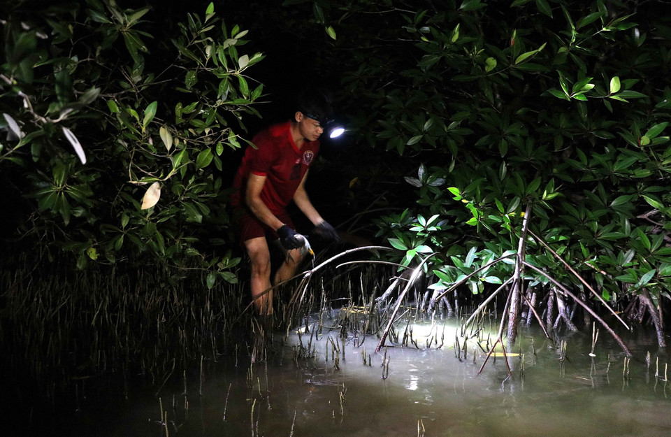 Du khách có thể trải nghiệm theo chân các nông dân đi bắt cua, ba khía vào ban đêm. (Ảnh: Thế Anh/TTXVN)