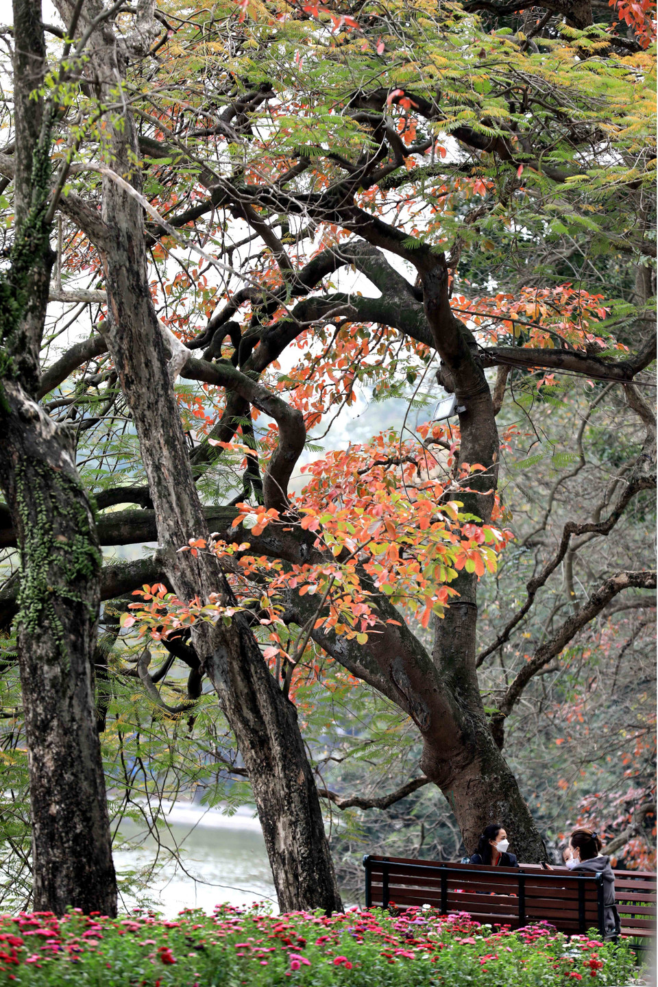 Góc hồ Gươm dịu dàng trong những ngày đầu tháng Ba. (Ảnh: Phạm Hậu/TTXVN)