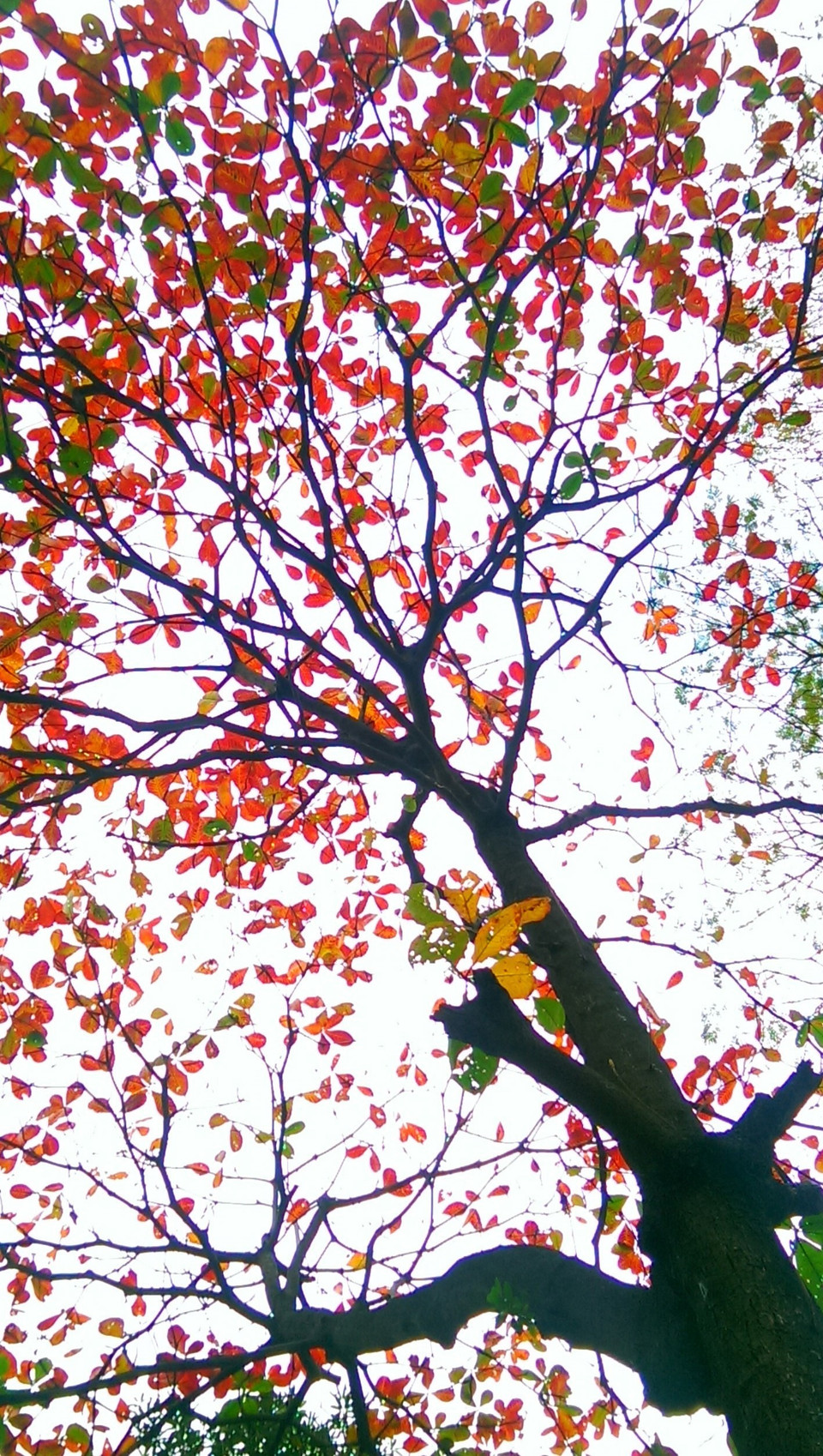 Hà Nội rực rỡ tấm áo mới với màu đỏ của lá bàng. (Ảnh: Phạm Hậu/TTXVN)