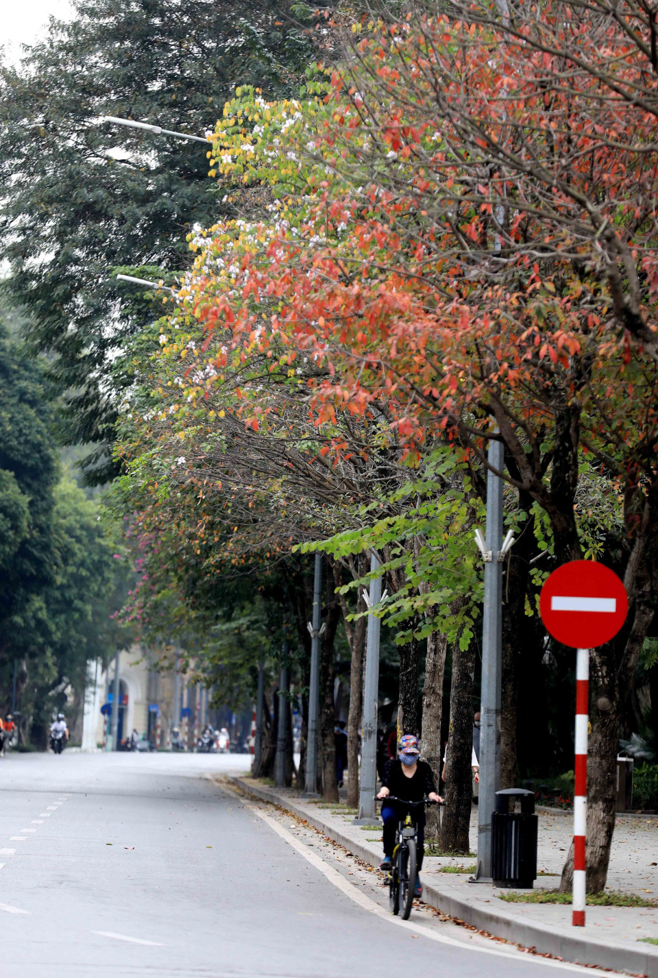 Đường Đinh Tiên Hoàng khoác lên mình chiếc áo mới mùa cây thay lá. (Ảnh: Nhật Anh/TTXVN)