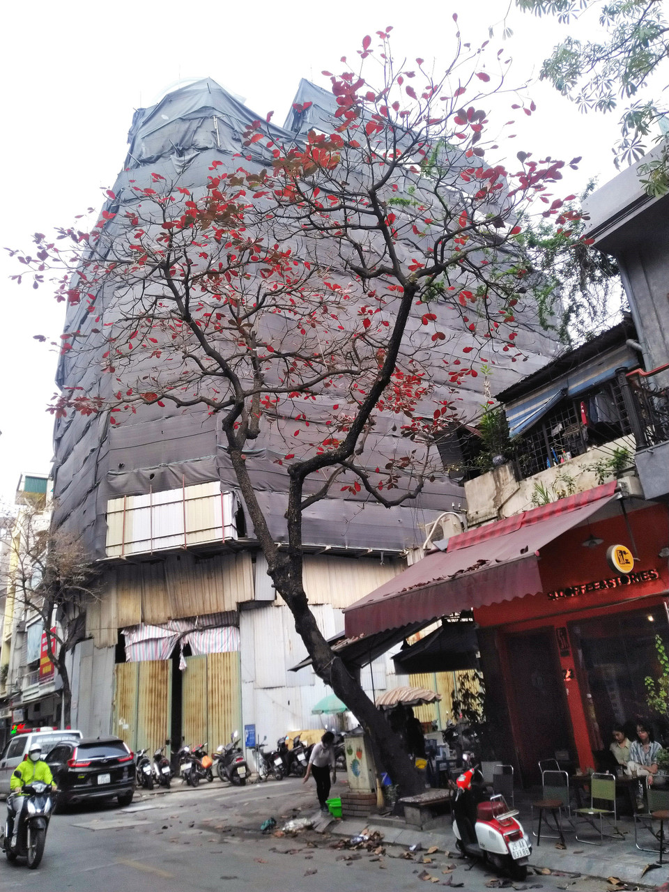 Cây bàng góc phố Bát Sứ. (Ảnh: Phạm Hậu/TTXVN)