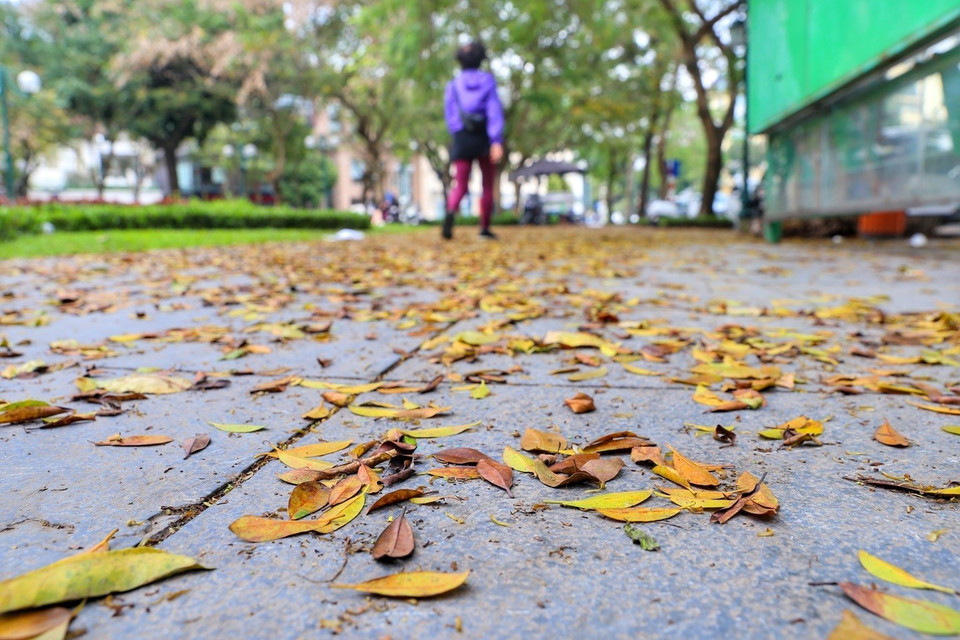 Lá rụng phủ kín những vỉa hè Thủ đô. (Ảnh: Tuấn Đức/TTXVN)