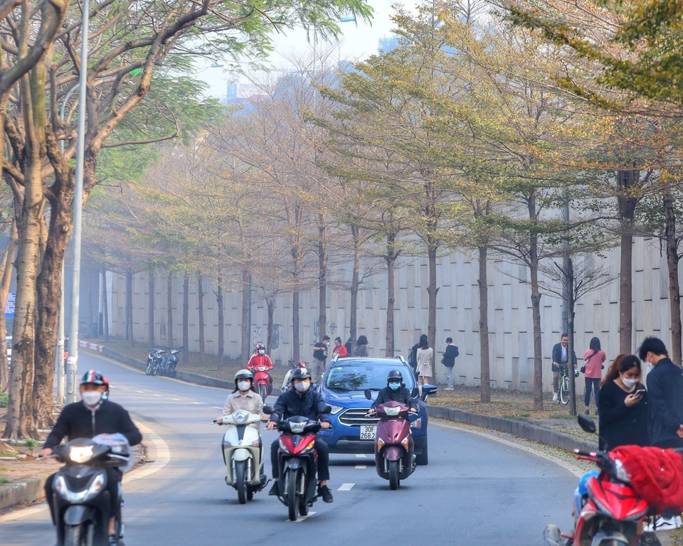 Một góc đường Bưởi được nhuộm vàng mùa cây bàng thay lá. (Ảnh: Tuấn Đức/TTXVN)