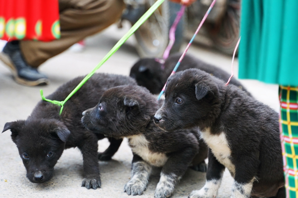 Chó Mông Cộc, giống chó bản địa Hà Giang, là một trong bốn quốc khuyển của Việt Nam được bán tại chợ phiên Mèo Vạc. (Ảnh: Khánh Hòa/TTXVN)
