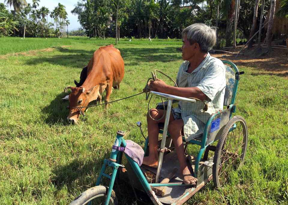 Ông Nguyễn Dũng (khối phố Ngọc Liên, phường Điện An, thị xã Điện Bàn, tỉnh Quảng Nam) là một trong những tấm gương sáng người khuyết tật vươn lên thoát nghèo. Từ nguồn vốn vay tín chấp ban đầu của Ngân hàng Chính sách xã hội, ông từng bước phát triển mô hình chăn nuôi với phương châm 'lấy ngắn nuôi dài,' cho thu nhập ổn định. (Ảnh: Đỗ Trưởng/TTXVN)