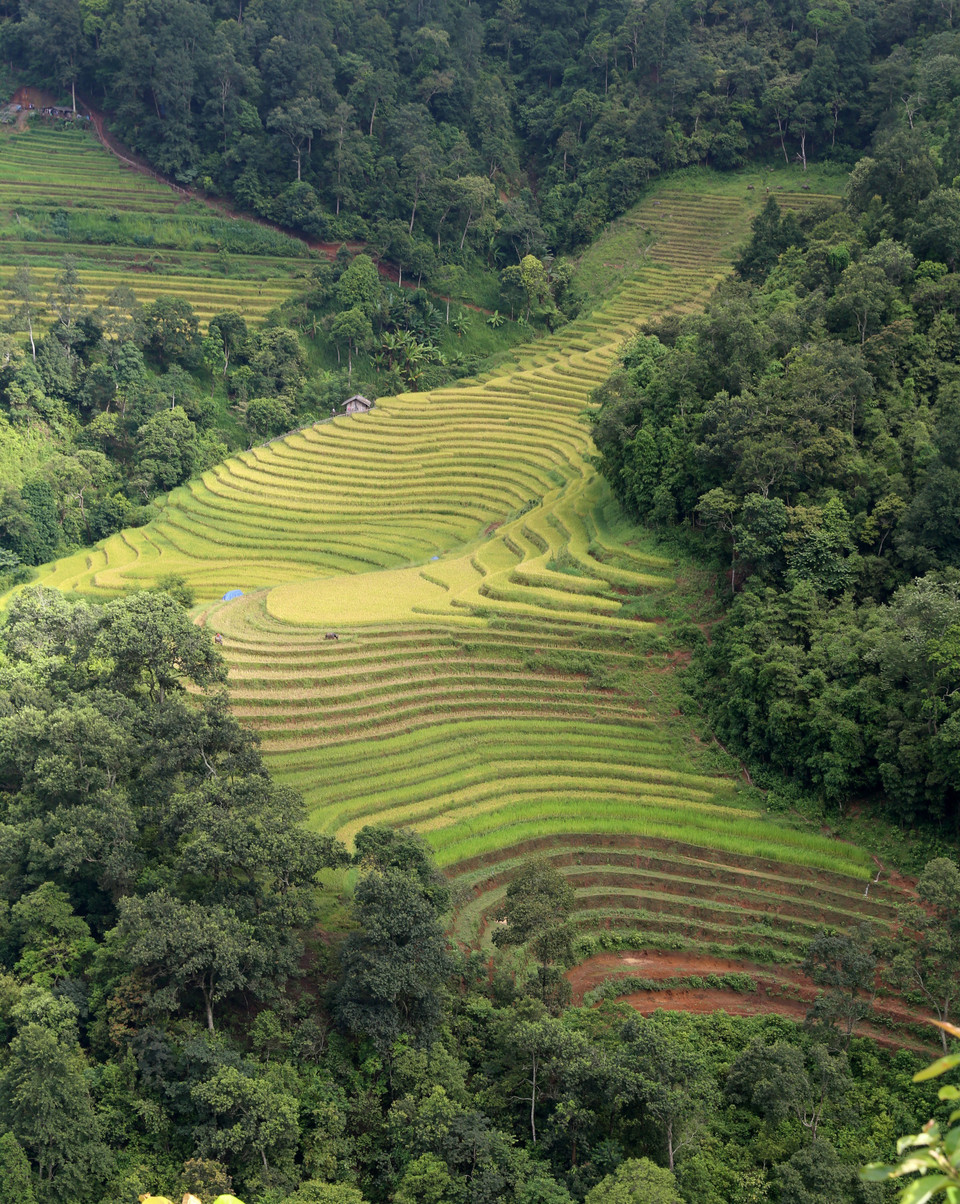 Bức tranh no ấm trên mảnh đất Mường Hum. (Ảnh: Quốc Khánh/TTXVN)