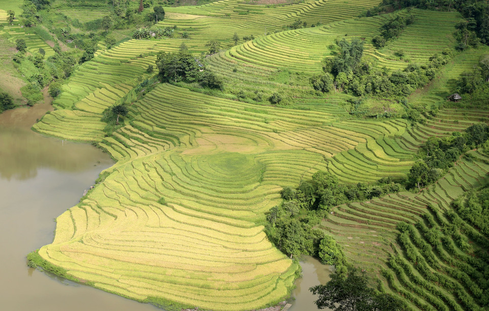 Vào mùa lúa chín, xã Mường Hum hiện lên đầy quyến rũ với thung lũng ruộng bậc thang xếp thành tầng như những nấc thang cao vút bắc lên tận trời. (Ảnh: Quốc Khánh/TTXVN)