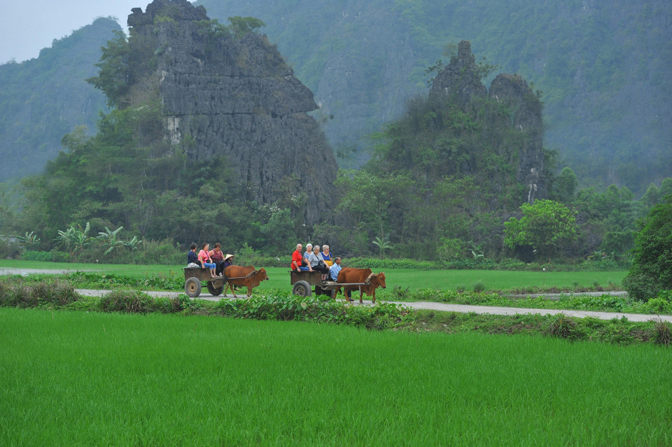 Du khách nước ngoài trải nghiệm bằng dịch vụ đi xe bò. (Ảnh: Minh Đức/TTXVN)