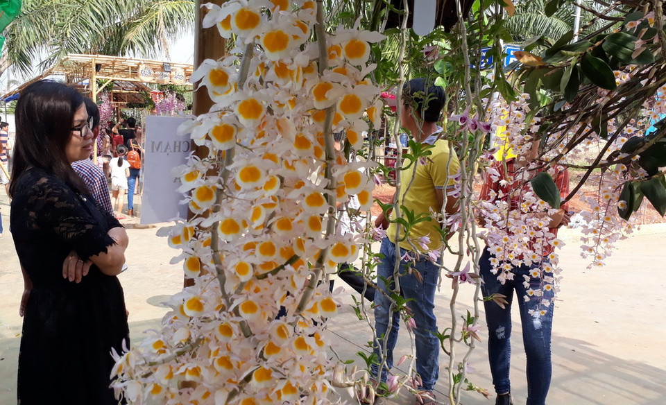 Hơn 100 loại hoa lan quý hiếm được trưng bày tại ngày hội. (Ảnh: K GỬIH/TTXVN)