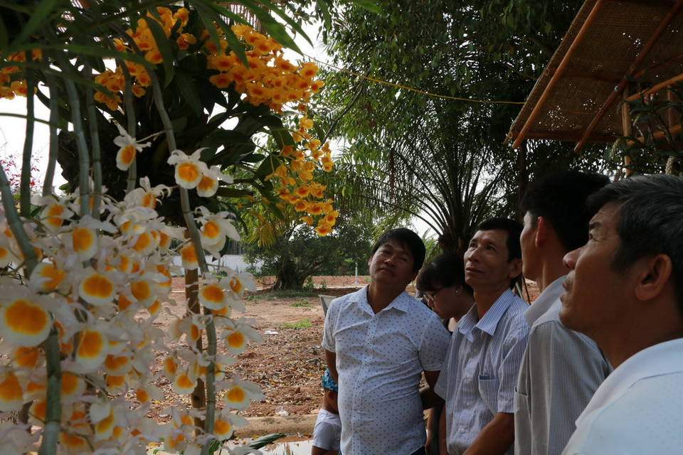 Du khách thích thú chiêm ngưỡng hoa lan. (Ảnh: K GỬIH/TTXVN)