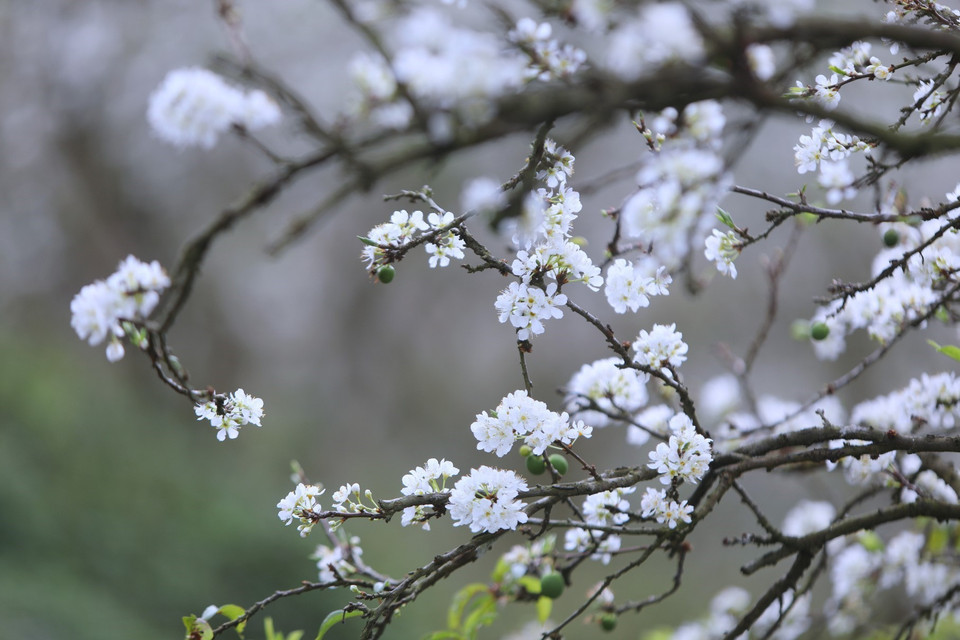 Cách trung tâm thị trấn Mộc Châu chừng 5 km, thung lũng Mu Náu là điểm đến không thể bỏ qua với vẻ hoang sơ của hàng trăm cây mận lâu năm. (Ảnh: Thành Đạt/TTXVN)