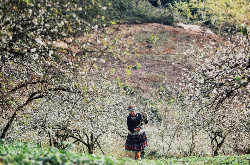 Du khách bên hoa mận trắng khoe sắc tại thung lũng Mu Náu. (Ảnh: Thành Đạt/TTXVN)