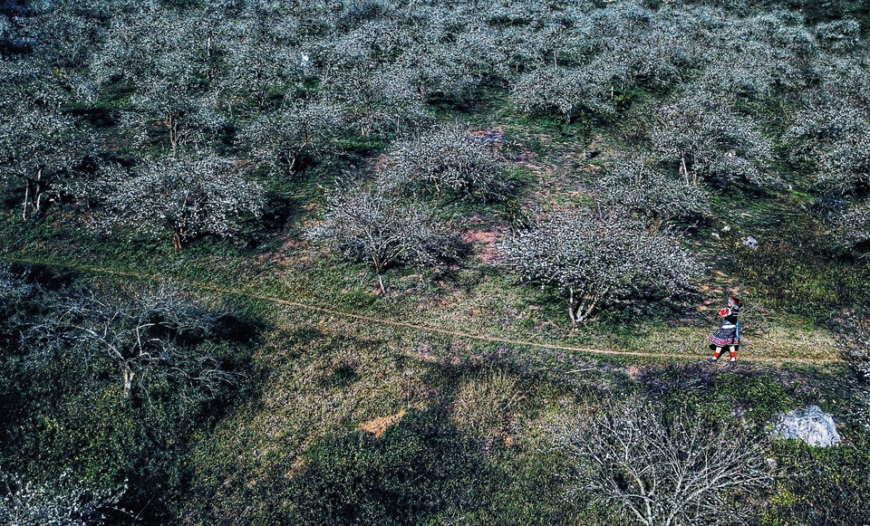 Rừng hoa mận Mu Náu. (Ảnh: Thành Đạt/TTXVN)