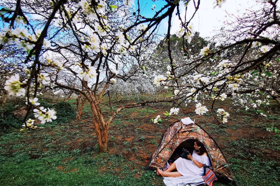 Du khách thả hồn giữa rừng hoa mận. (Ảnh: Thành Đạt/TTXVN)