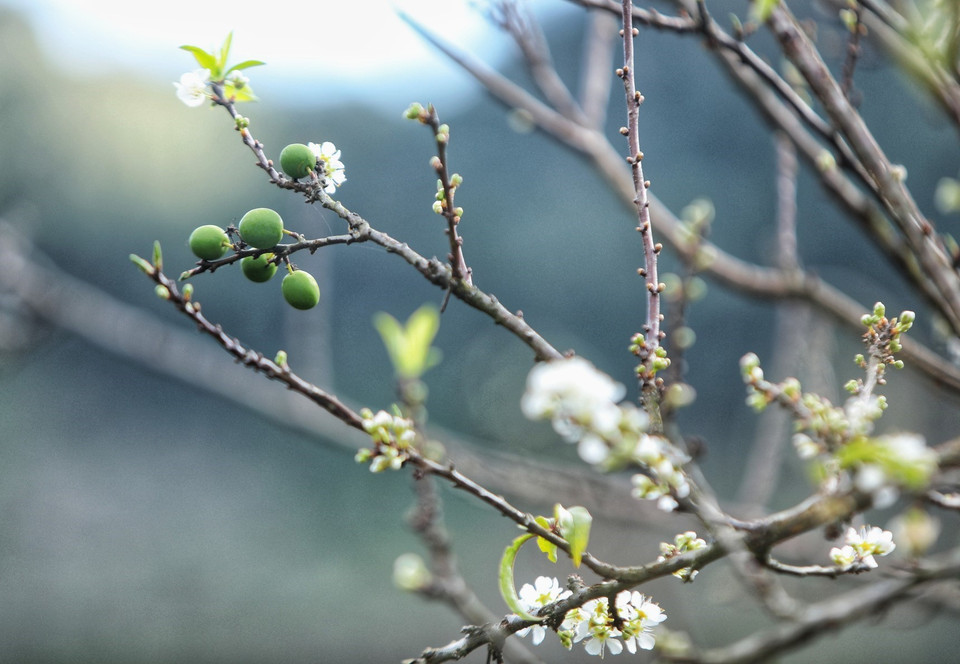 Thung lũng hoa mận Mu Náu nở trắng rừng lấp ló quả xanh, quả đỏ báo hiệu 1 mùa bội thu. (Ảnh: Thành Đạt/TTXVN)